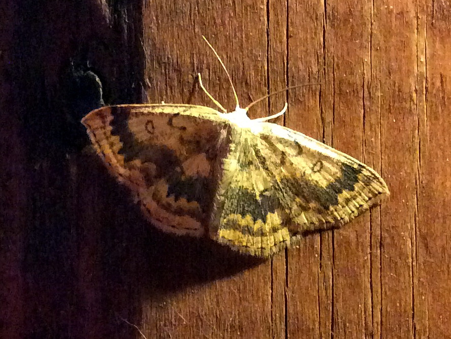 Cyclophora annularia (Geometridae)